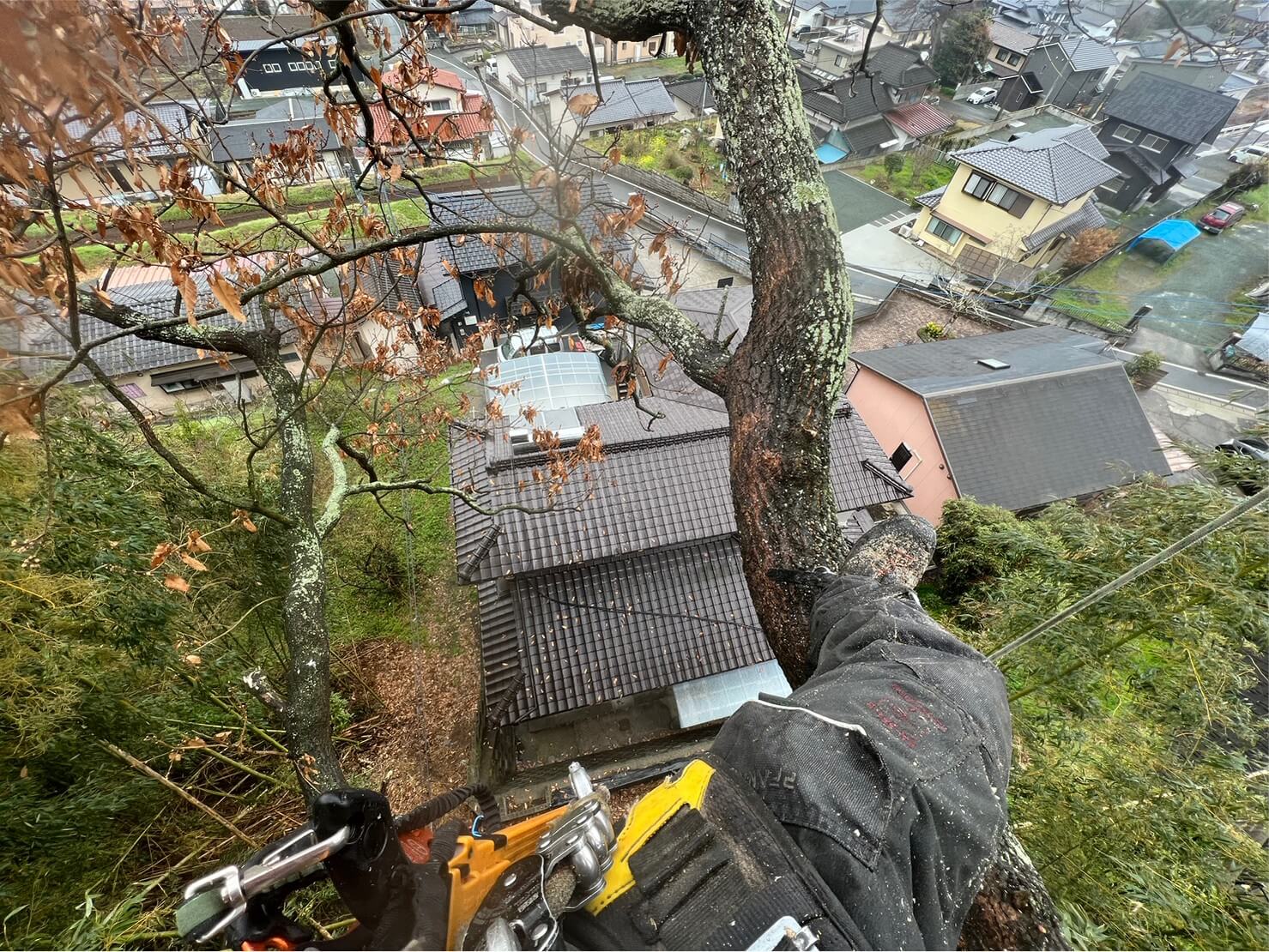 樹上から撮影時。広角で撮影しているので少しわかりづらいかもしれませんが屋根の真上に枝が５ｍほど被さっているような状況でした。